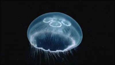 Quel est cet animal marin ?