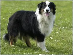 Trouvez la race de ce chien :