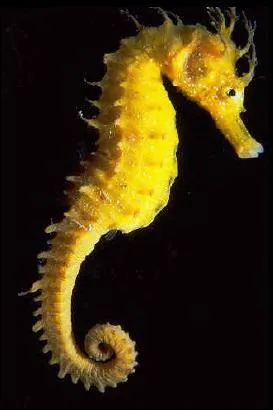 L'hippocampe est-il un poisson ?