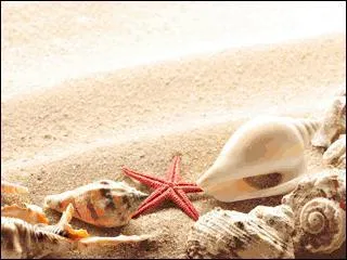 Que mangent les étoiles de mer ?