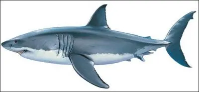Le requin est-il mammifère ou un poisson ?
