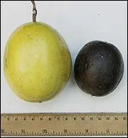 La grenadille provient de...