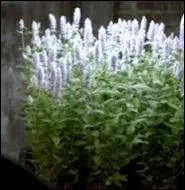 À quoi sert la veine de Vénus ?