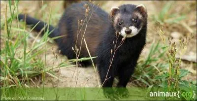 "Il est peu de dire qu'il dégage une odeur pestilentielle." Quelle est la signification de "pestilentiel" ?