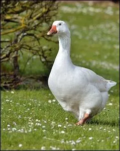 Si vous mettez un L' devant cet animal, on ne pourra plus l'ignorer.