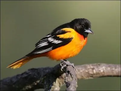 Avec lui, vous allez en voir de toutes les couleurs : Ce matin je sors de chez moi -- Il m'attendait, il était là !