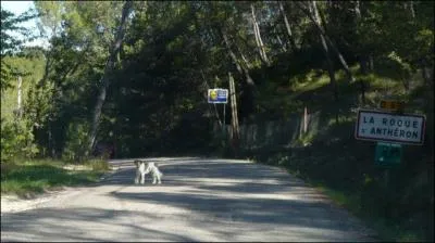 Dans cette situation, que fais-je malgré la présence du chien sur la route ?