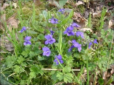 Genre de plantes grimpantes aux nombreuses espèces (patate douce, volubilis des jardins, etc.) caractérisées par leurs fleurs aux couleurs vives :