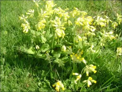 Architecture. Qualifie un bâtiment sans toit, à ciel ouvert :