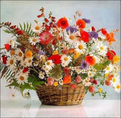 Botanique. Mousse très commune dans les sous-bois, sur les troncs d'arbres :