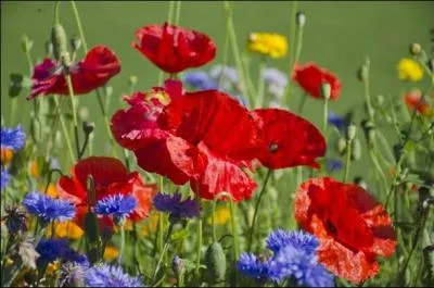 Dans la Grèce antique, division de cavalerie qui comprenait un peu plus de 500 cavaliers :