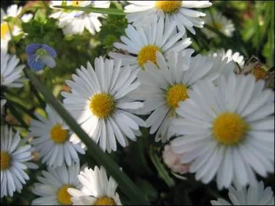 Adepte du mouvement des années 1960-1970, rejetant la société de consommation et prônant la non-violence, la liberté en tous domaines et la vie en communauté :