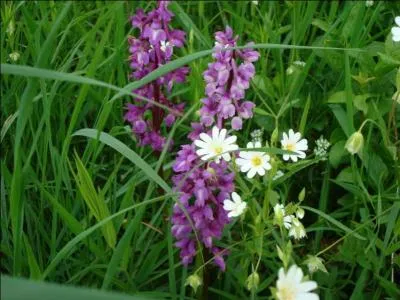 Nom donné à un acide contenu dans l'urine des herbivores :