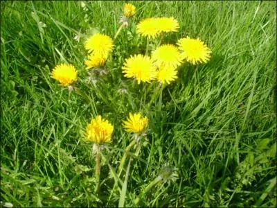 Dans l'Antiquité grecque, commandant d'une division de cavalerie :