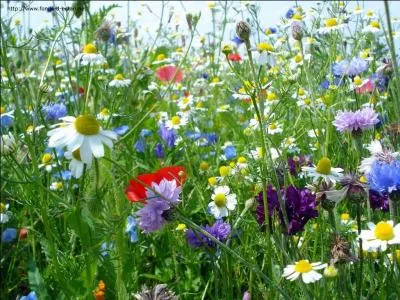 Familièrement, hippopotame :