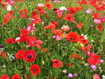 Mouvement culturel et artistique apparu à New York au début des années 1970, regroupant le graffiti, le break-dancing, le rap, etc.