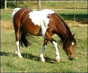 Ce cheval est de couleur :