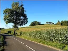 Complétez ce proverbe : "Pluie d'août, tout ..., tout moût".