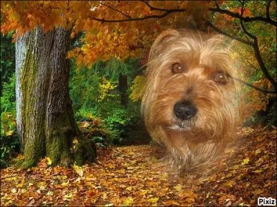 Pardonnez moi ce souvenir qui m'est tout personnel : A quoi était destiné le Yorkshire Terrier à son origine ?