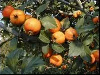 Fruit à trois noyaux ressemblant à une cerise et dont on fait des gelées et des confitures :