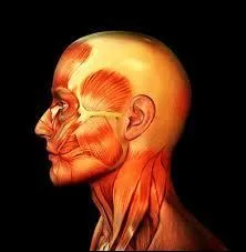De combien d'os est composé le crâne ?