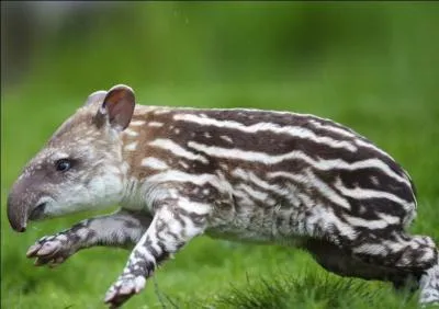 De quel animal s'agit-il ?