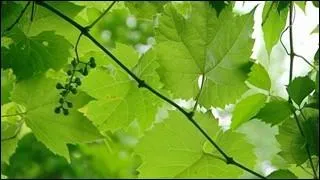 Combien de cépages, pouvant être vinifiés ou non, existent dans le monde ?