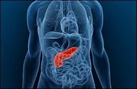 Organe glandulaire situé dans l'abdomen, au-dessous et en arrière de l'estomac.