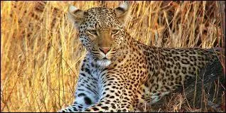 Mammifère carnivore à robe tachetée, des régions tropicales.