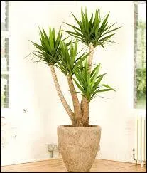 Trouvez le nom de cette plante !