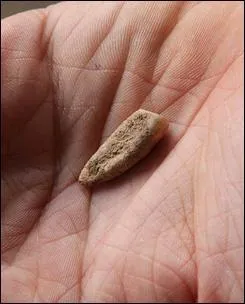 Une dent de 550000 ans vient d'être découverte en France, à quel endroit exactement ?