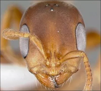 On sait à présent que certaines espèces de fourmis pratiquent l'esclavagisme, mais ce que l'on sait moins, c'est qu'il arrive que des fourmis esclaves se rebellent et attaquent les larves qu'elles sont chargées de nourrir !