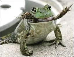 Chez certains animaux, on pratique le "cannibalisme sexuel". Cela se traduit par l'action de dévorer son partenaire sexuel pendant ou après l'accouplement. Chez lequel de ces animaux ne pratique-t-on pas cet acte ?