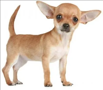 Allez ! Dansez et éclatez-vous sur cette chanson, "Chihuahua" que l'on doit à...