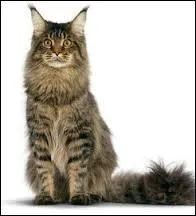 Les chats Maine Coon sont les chats les plus .... du monde.