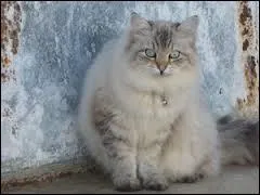 D'où vient le Sibérien ?