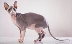 Ce chat s'appelle le...