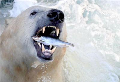 Tous comme ses cousins noirs et bruns, l'ours polaire ..., à moins que la photo ne soit truquée !