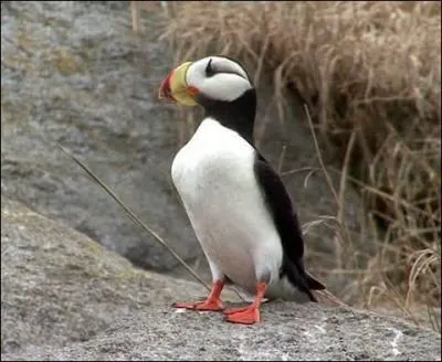 Il vit dans l'Océan Pacifique, vous devriez trouver facilement la réponse, à moins que ...