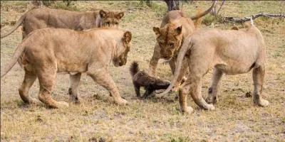 Le ratel d'Afrique a une particularité, il est l'un des mammifères d'Afrique les plus stupides, à moins que ...