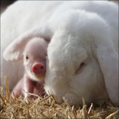 Cette photo présente une mère lapine très affectueuse, c'est mignon quand c'est petit un lapin, à moins que ...