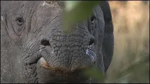 Bien sûr que c'est un hippopotame, que voulez-vous que ce soit d'autre ? A moins que ...