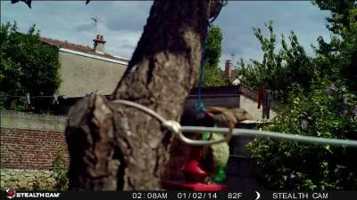 J'aime beaucoup les oiseaux de nos jardins, celui-ci est un étourneau, à moins que ...