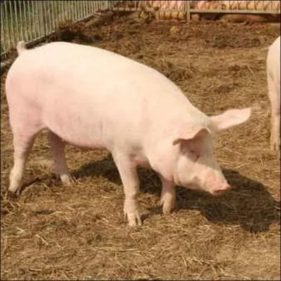 Brel a chanté celui d'Amsterdam.