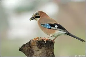 Dix oiseaux de ce genre et vous avez un David Guetta.