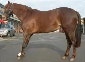 Quelle maladie a le cheval quand il a très mal aux antérieurs ?