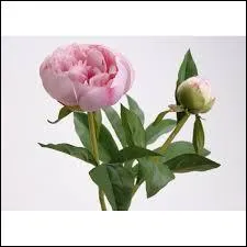 Connaissez-vous le nom de cette fleur ?