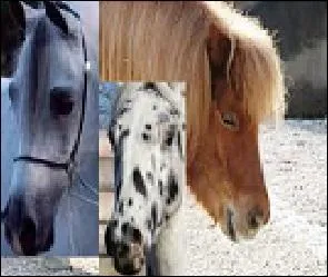 Quelles sont ces 3 races de chevaux ?