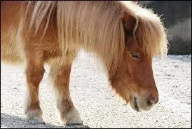 De quelle couleur est cette robe ?