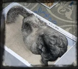 Pourquoi le chinchilla a besoin de se frotter dans le sable ?